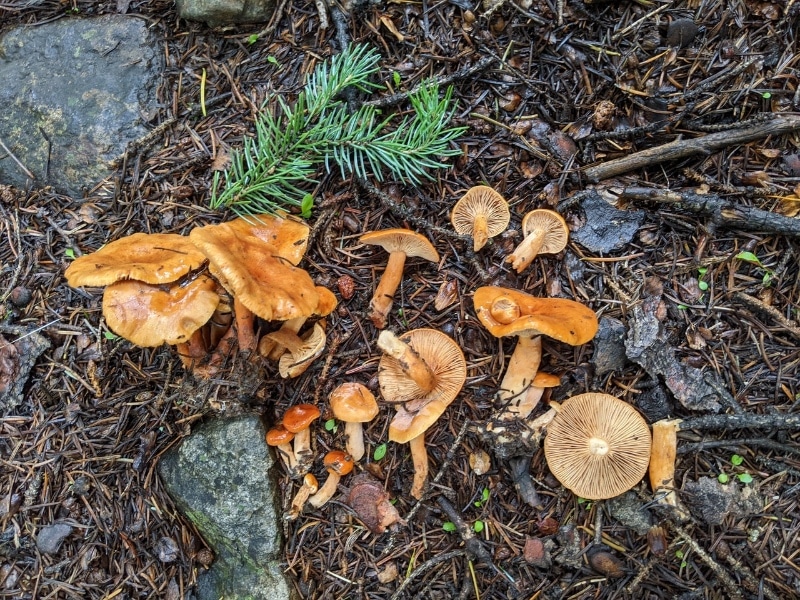 Lactarius hepaticus