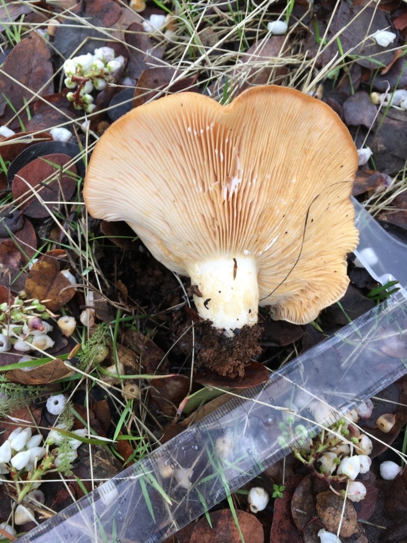 Lactarius alnicola