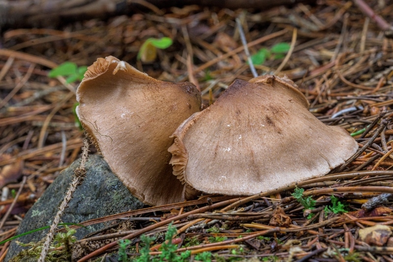 Cortinarius vanduzerensis