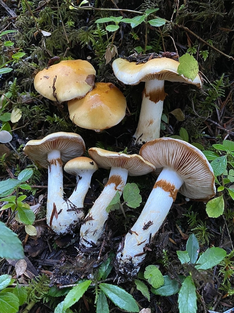 Cortinarius delibutus