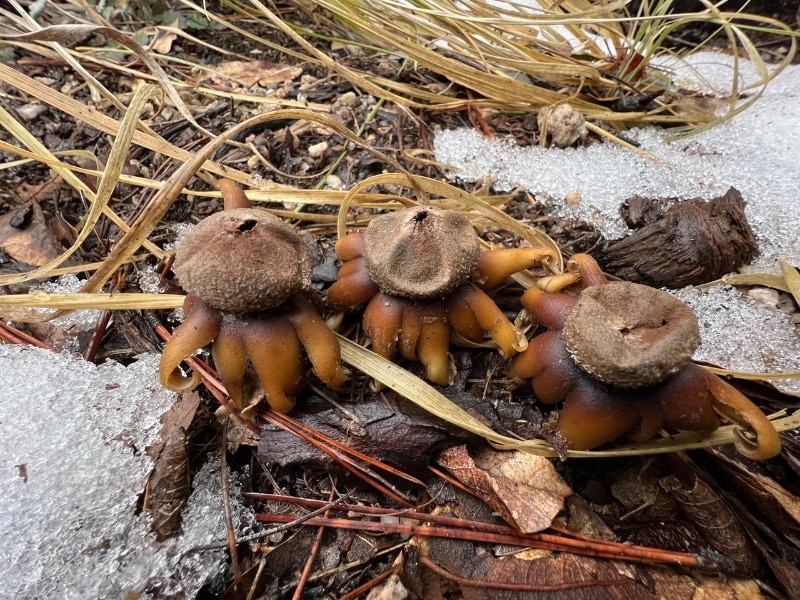 Morgan's Earth Star (Astraeus morganii)