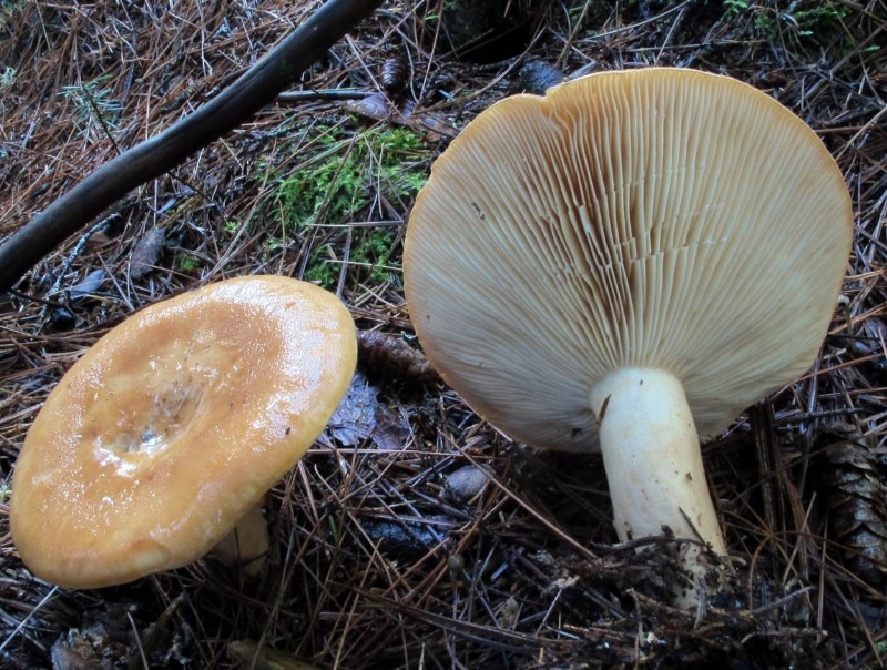 Lactarius affinis