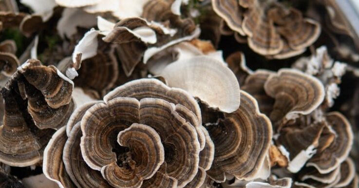 turkey tail mushroom pores