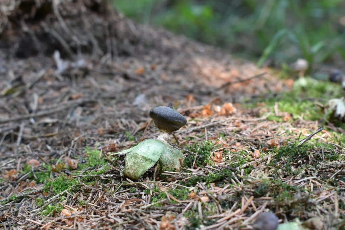 stalked earth star