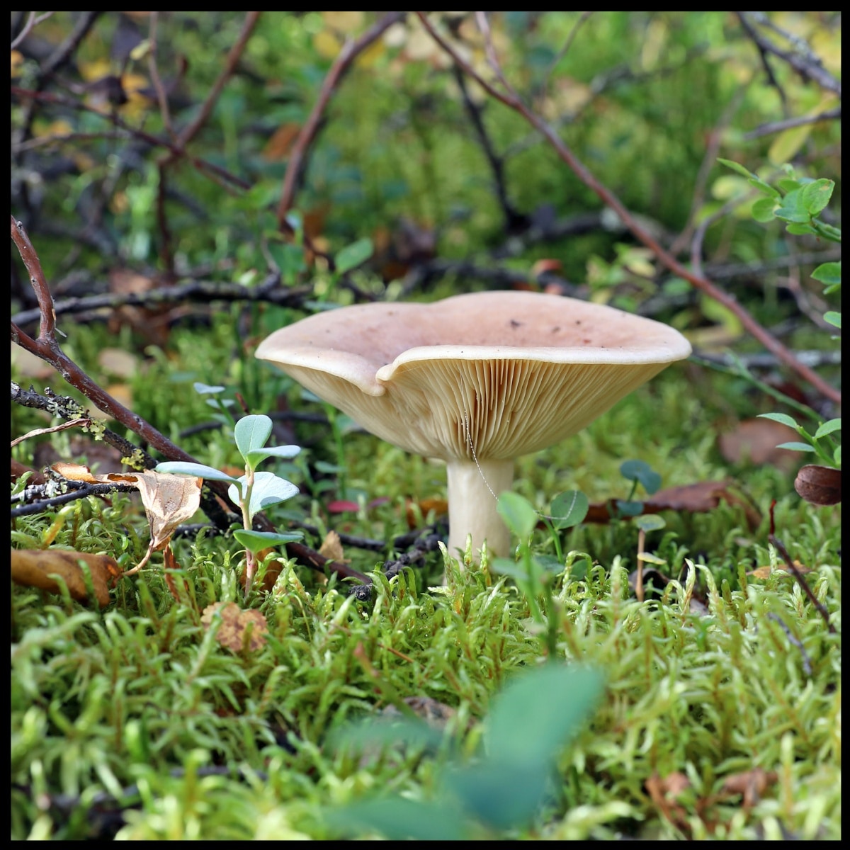 Lactarius glyciosmus