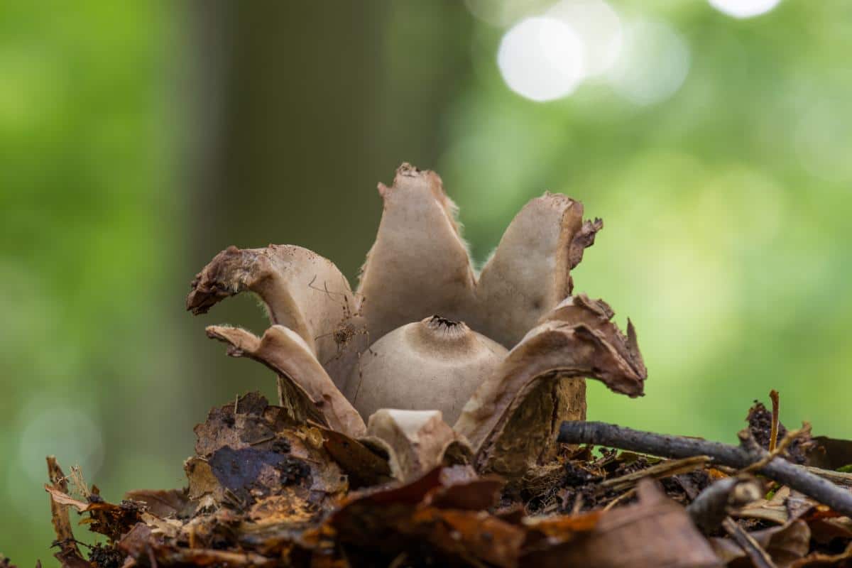 earth star mushroom