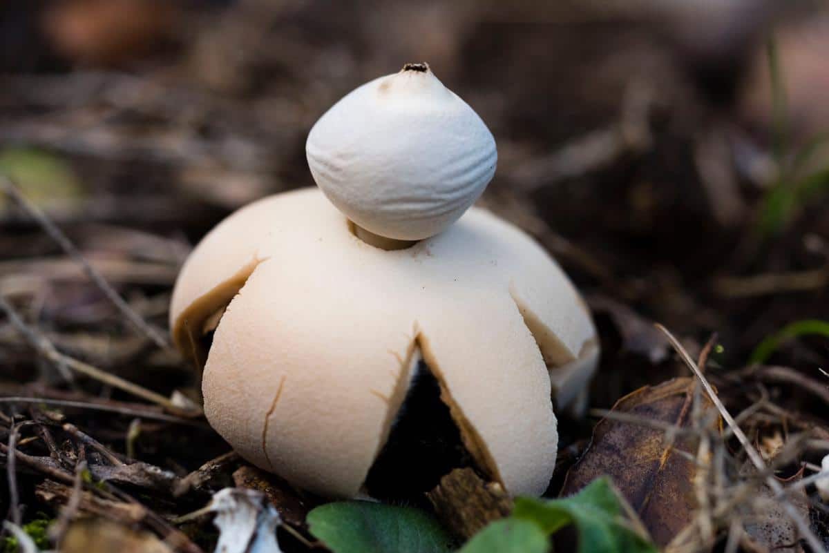 collared earth star mushroom