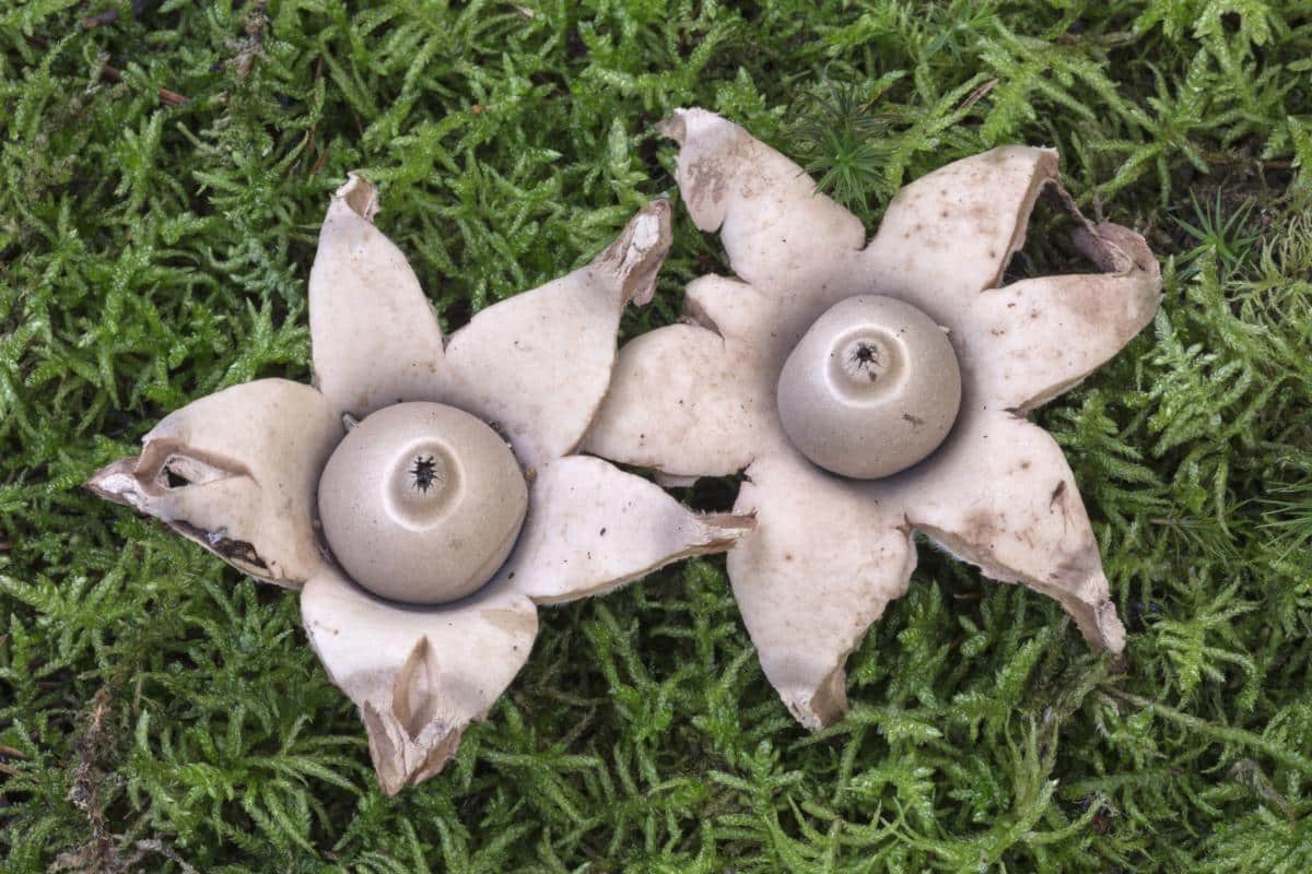 geastrum