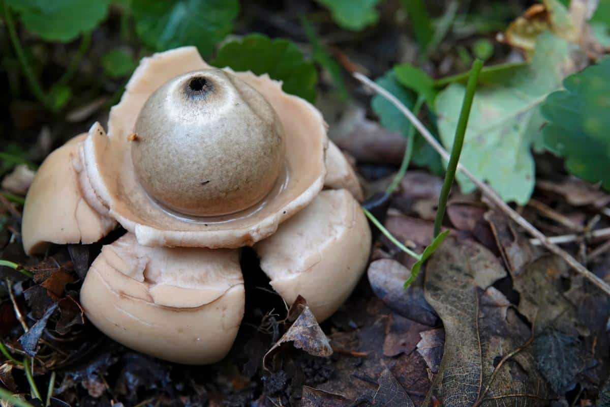 Collared earth star mushroom