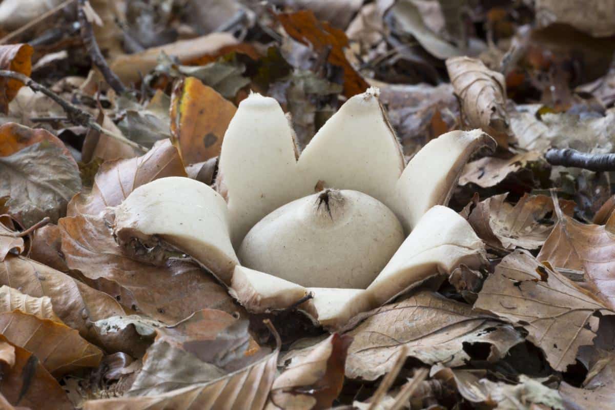 Collared earth star mushroom