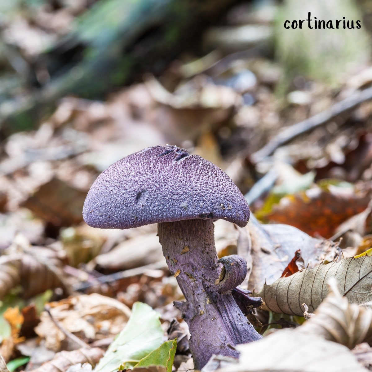 cortinarius violaceus