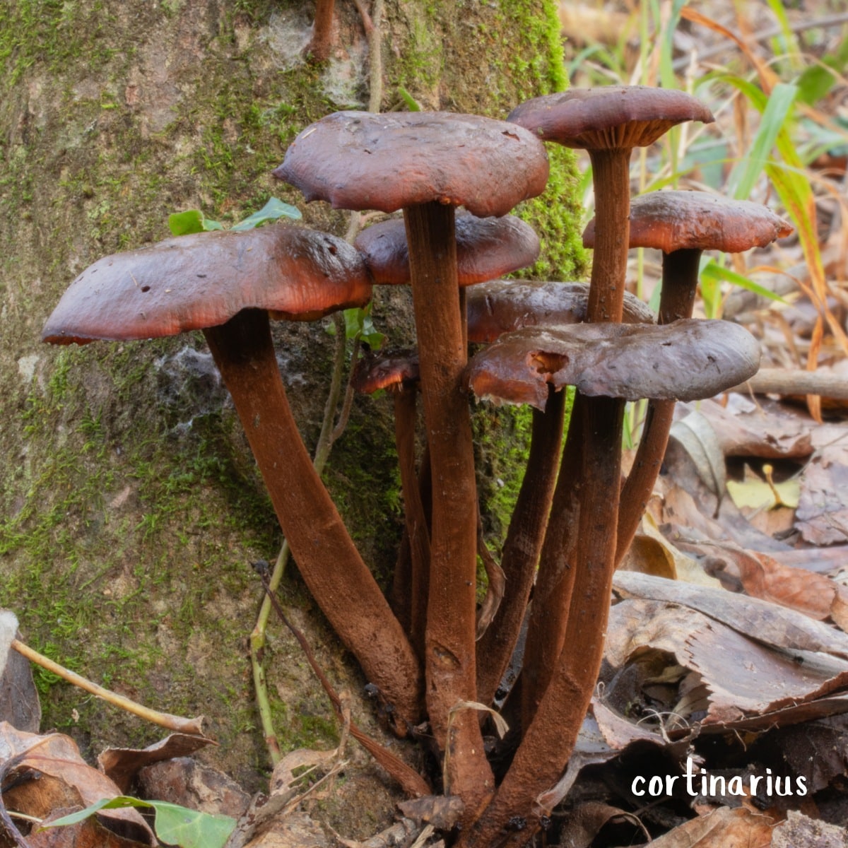 Cortinarius cinnamomeus