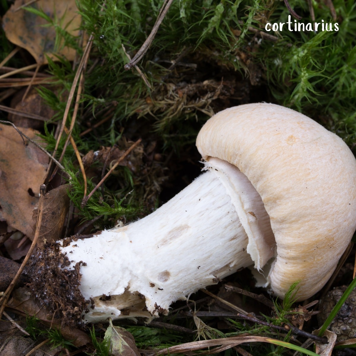 gypsy mushroom cortinarius