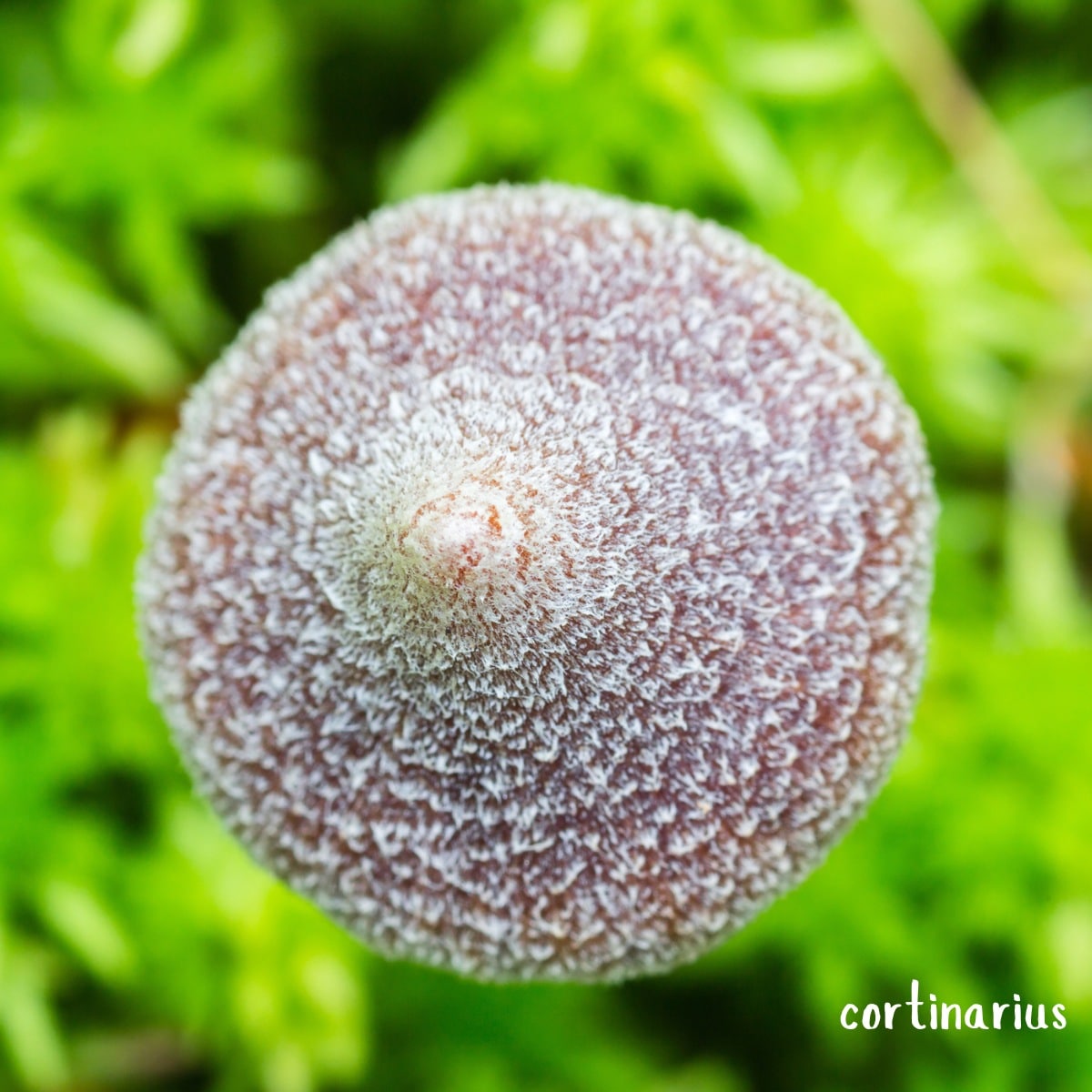 Pelargonium Webcap