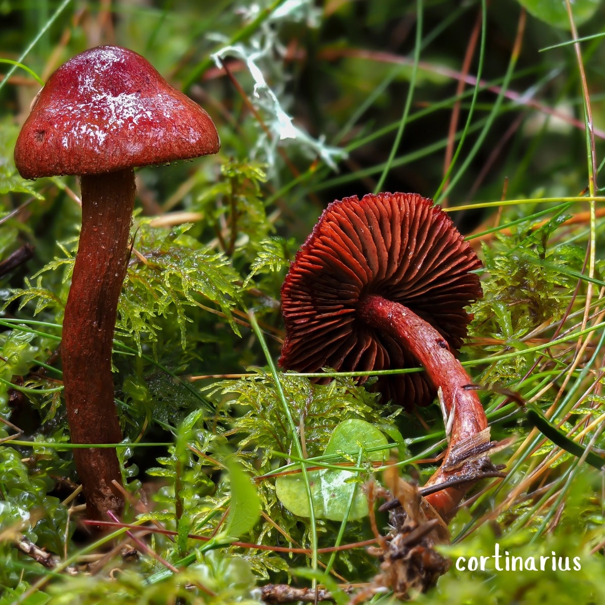 The Bloodred Webcap (Cortinarius sanguineus) 