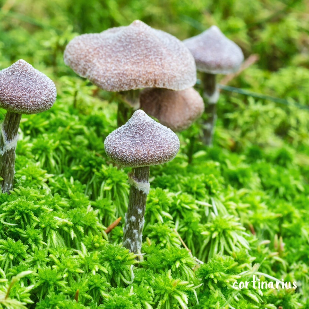 cortinarius flexipes