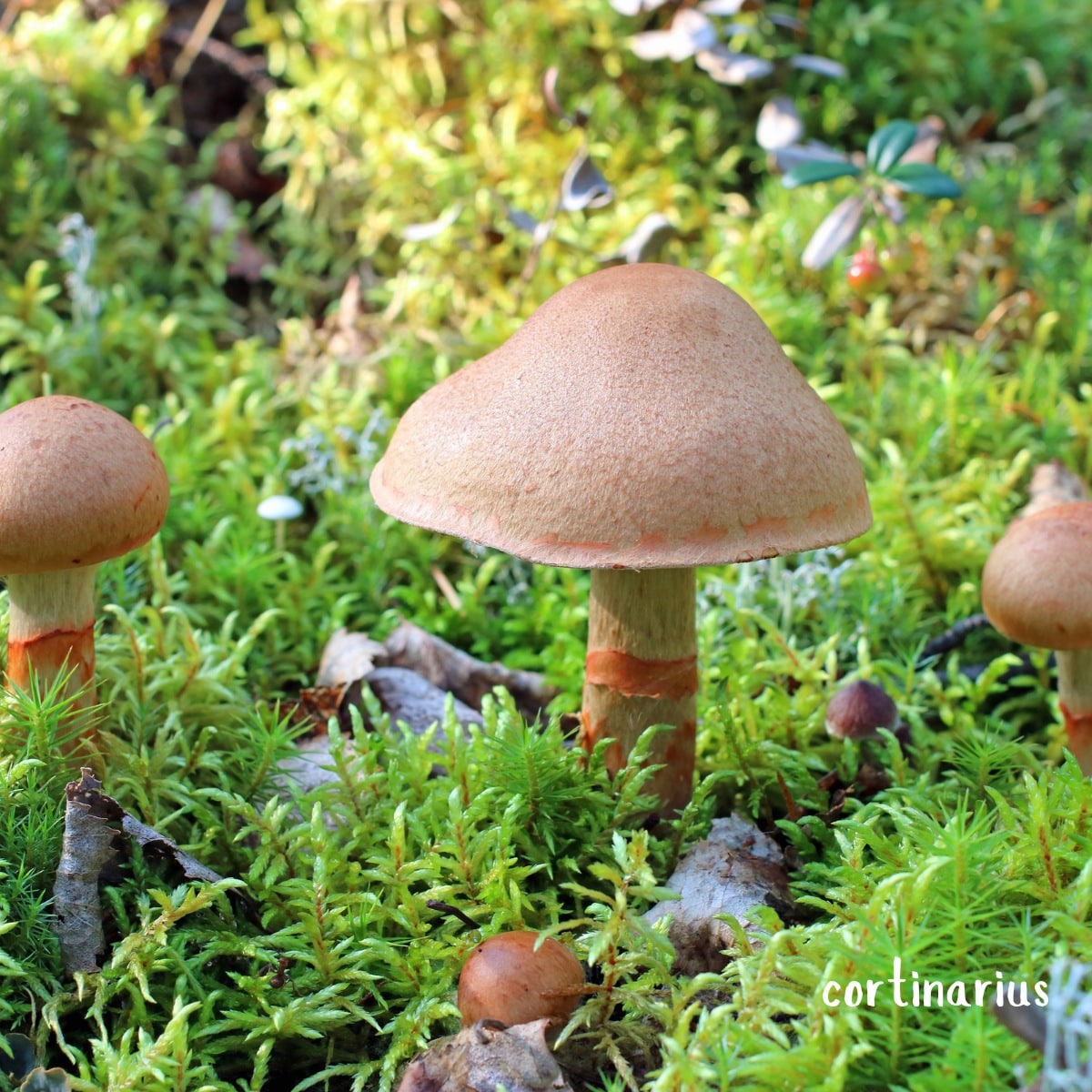 cortinarius armillatus