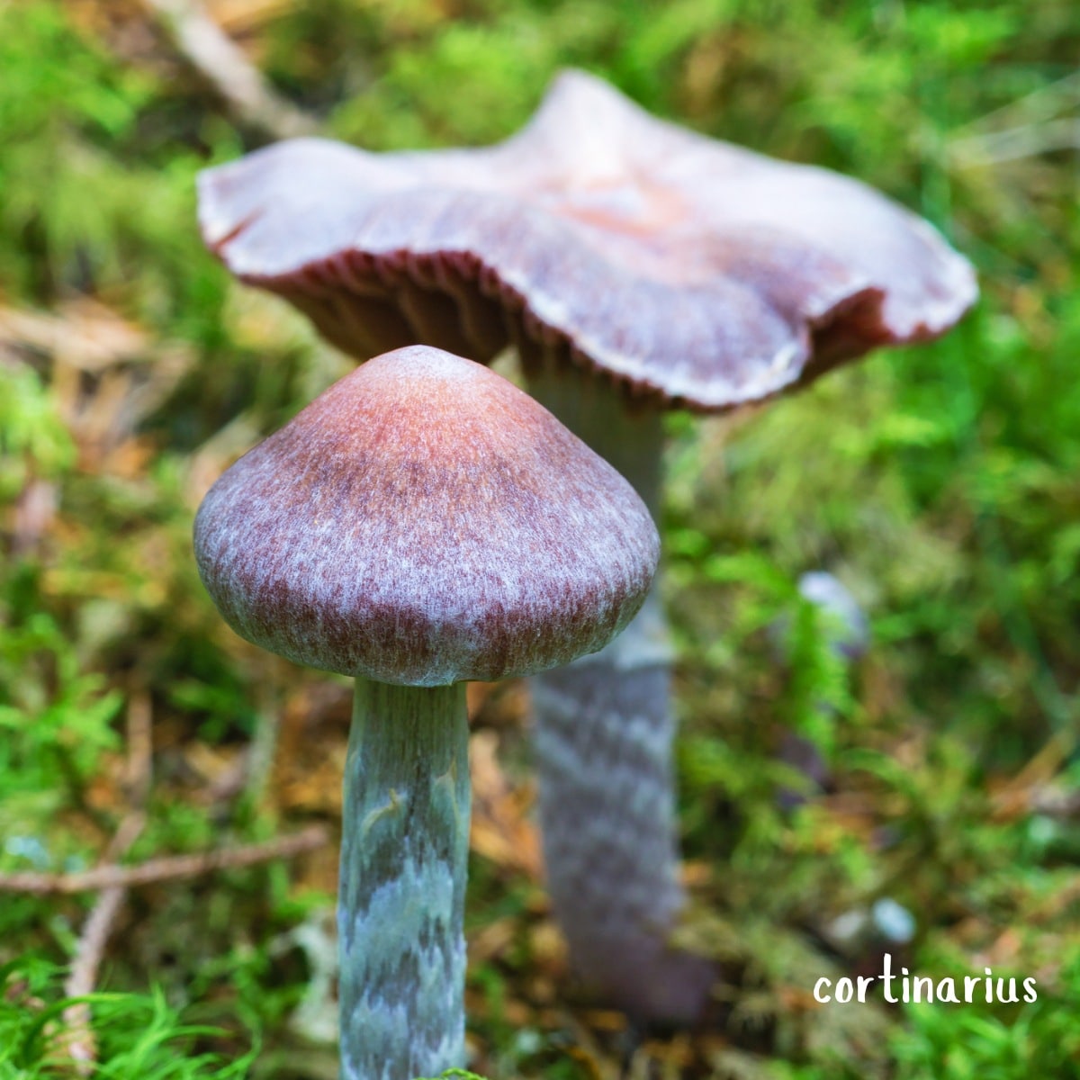 Cortinarius hemitrichus