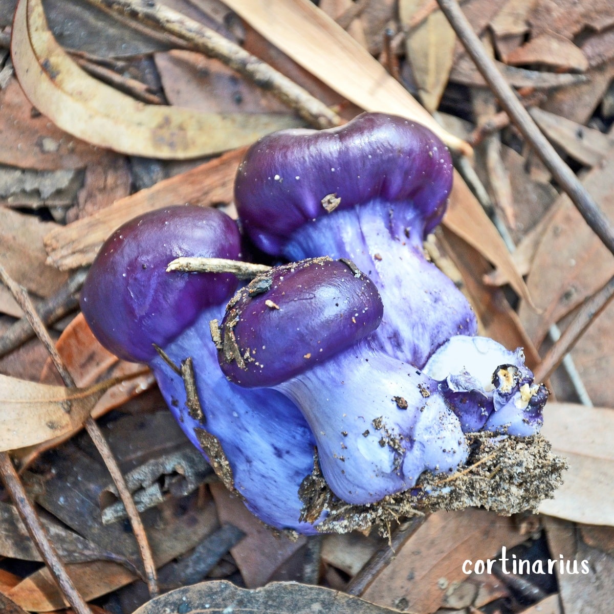 cortinarius lilac
