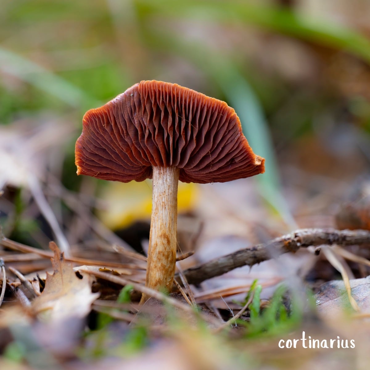 Cortinarius semisanguineus