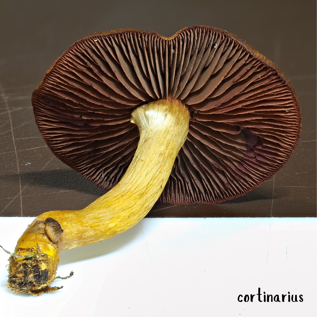 cortinarius gills