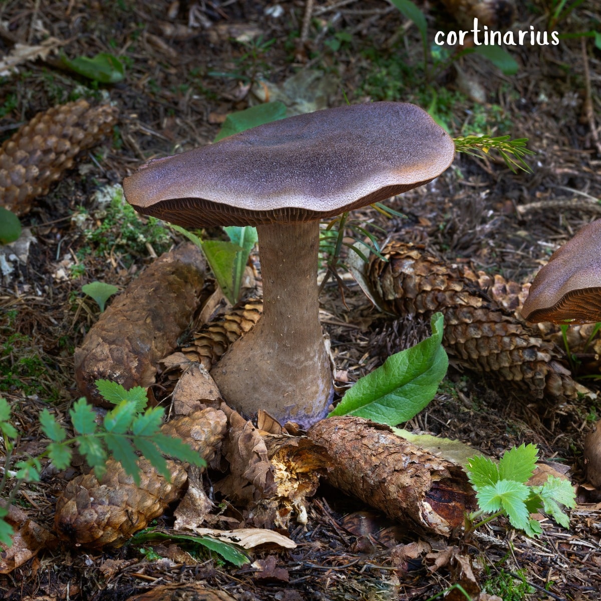 Cortinarius hercynicus