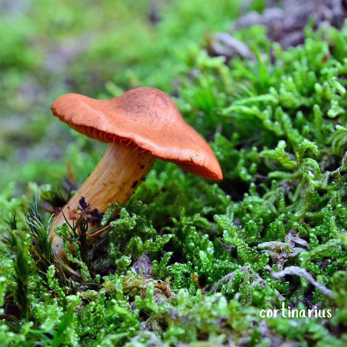 deadly webcap cortinarius