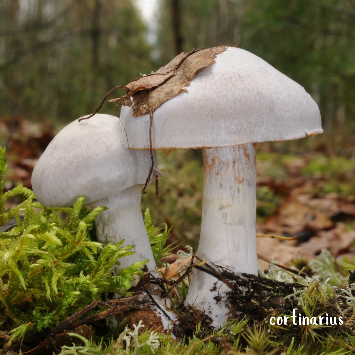 goat cheese cortinarius mushroom