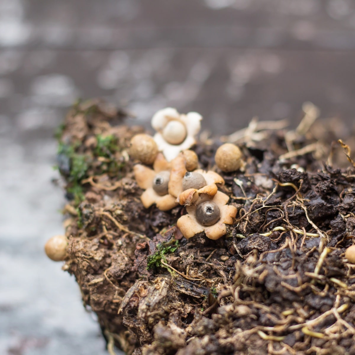 Geastrum