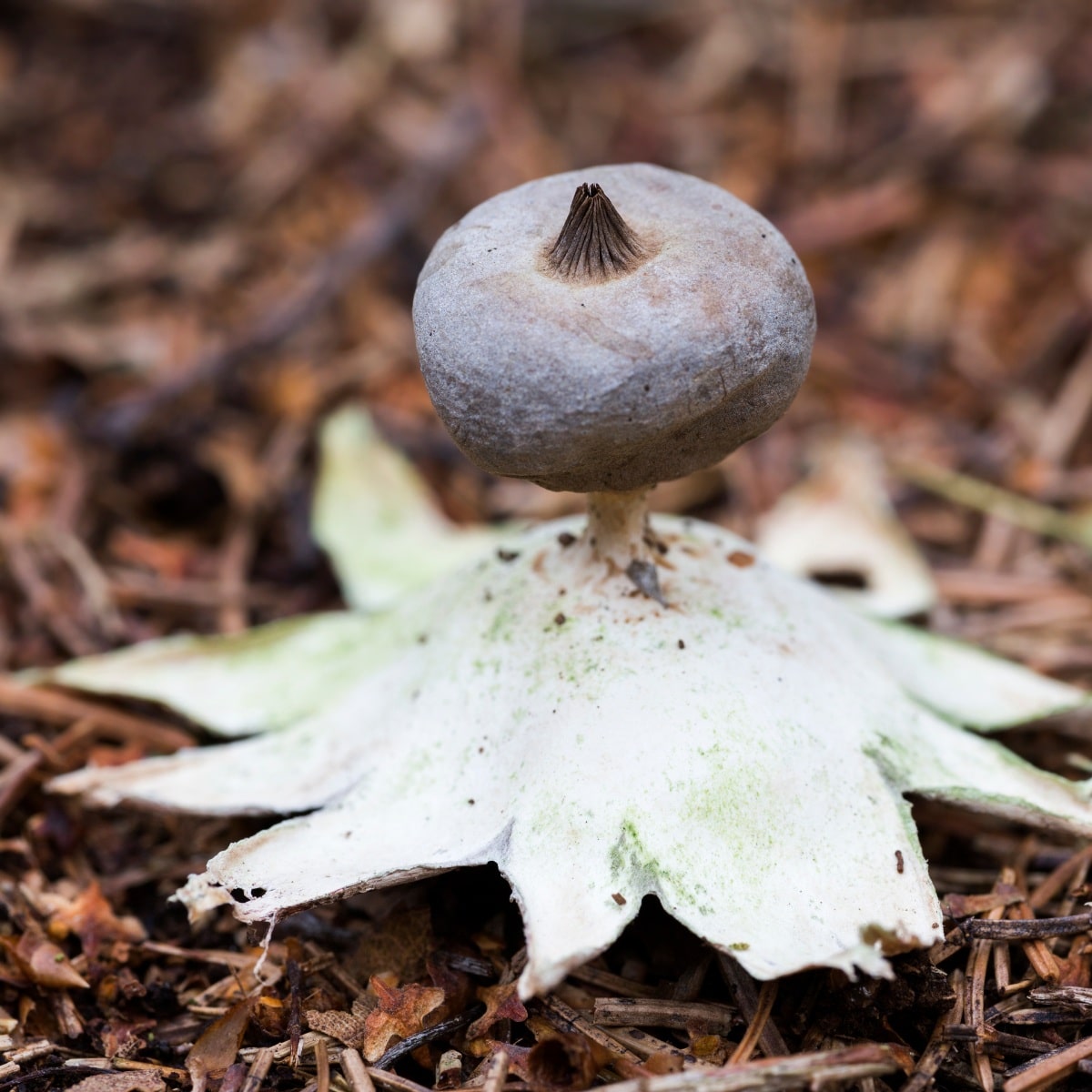 beaked earthstar fungi