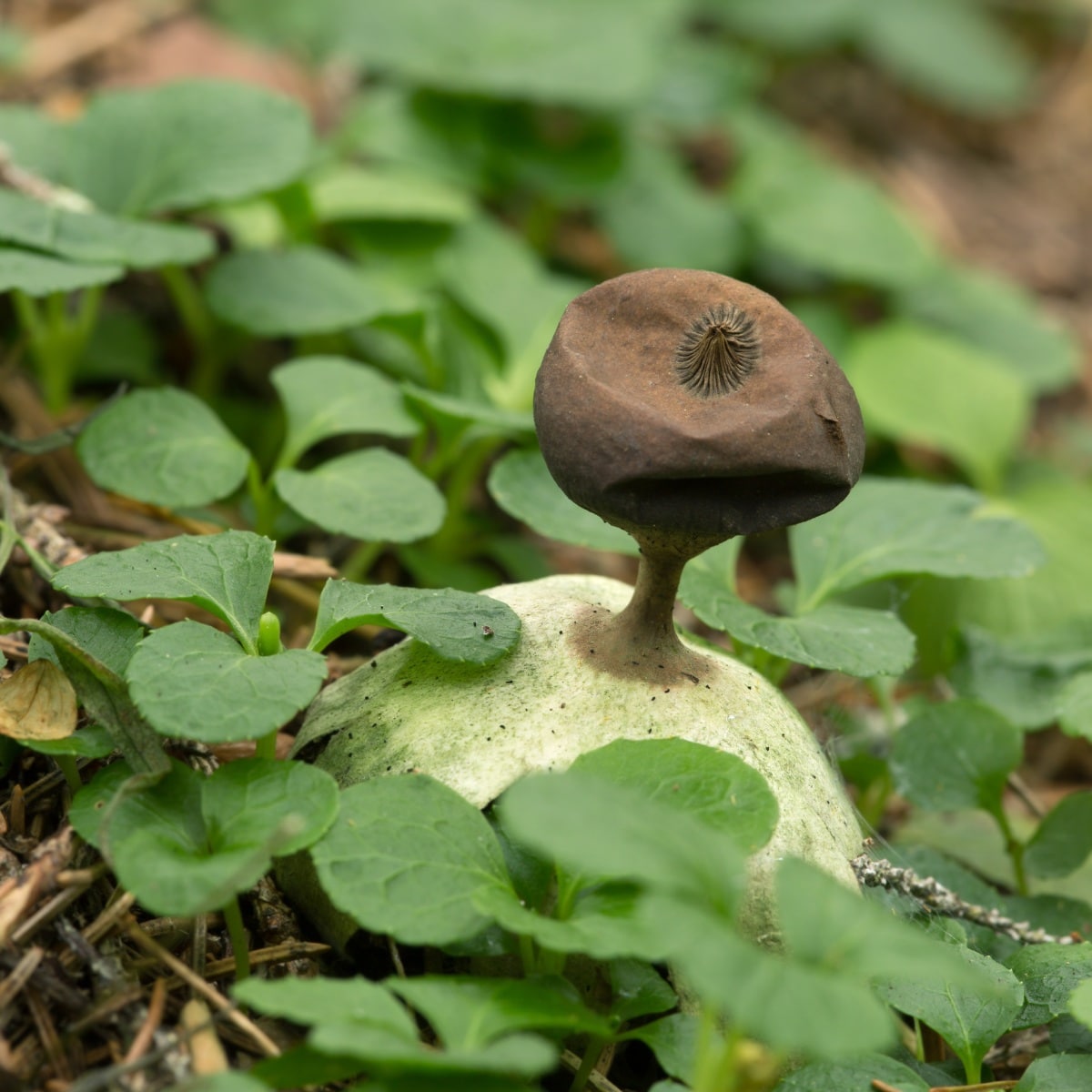 Geastrum pectinatum