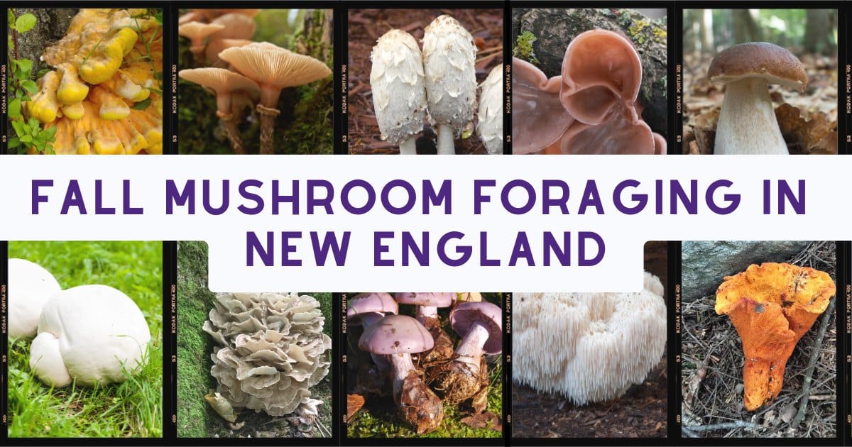 Fall mushroom foraging in new england is prime!