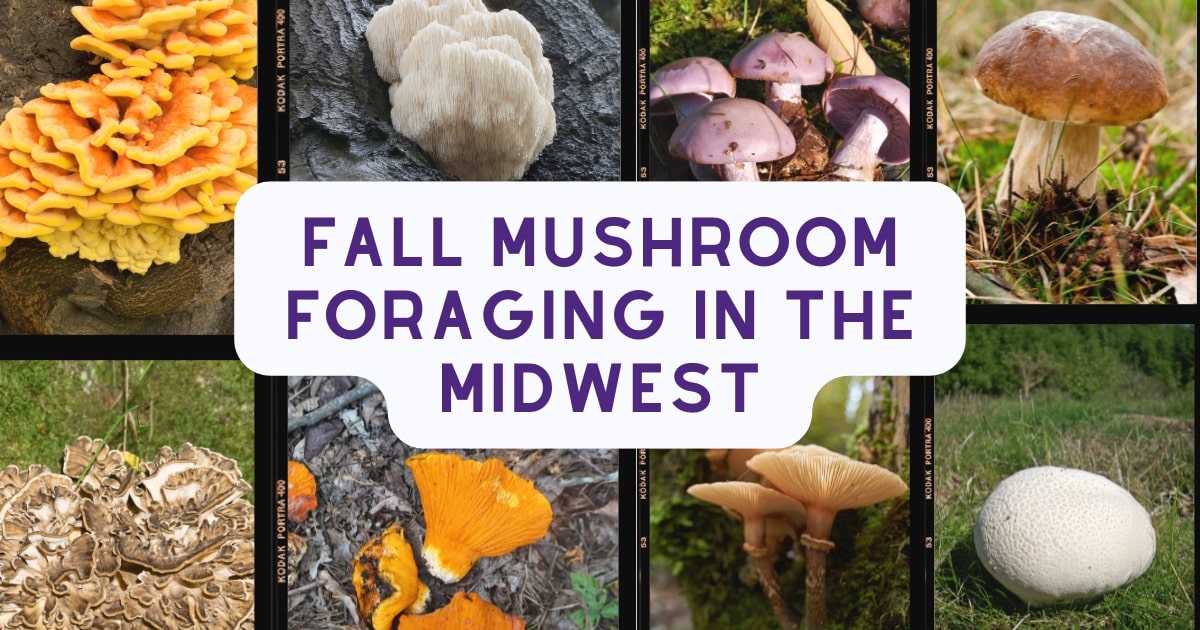 fall mushroom foraging in the midwest guide