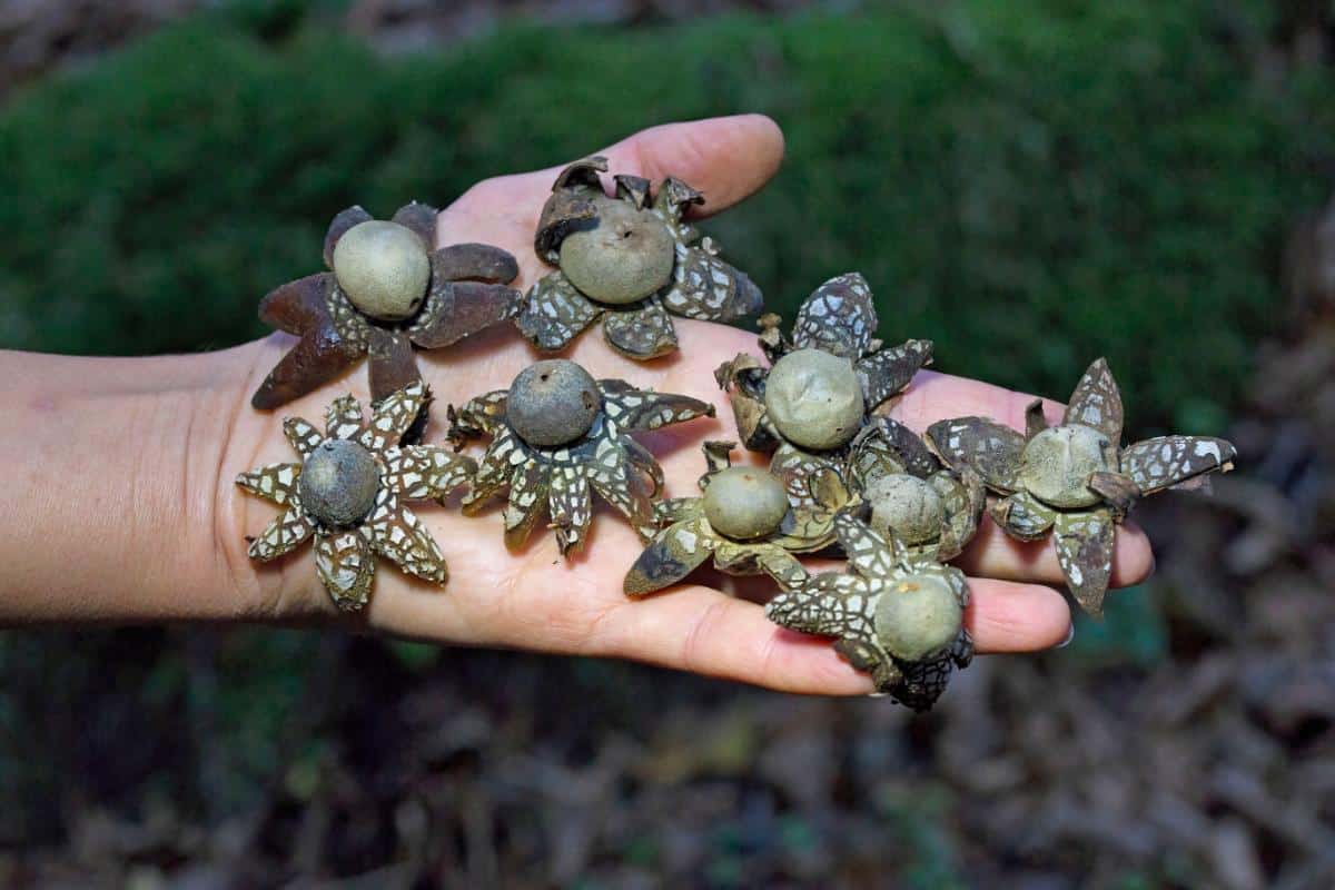 false earth star mushroom