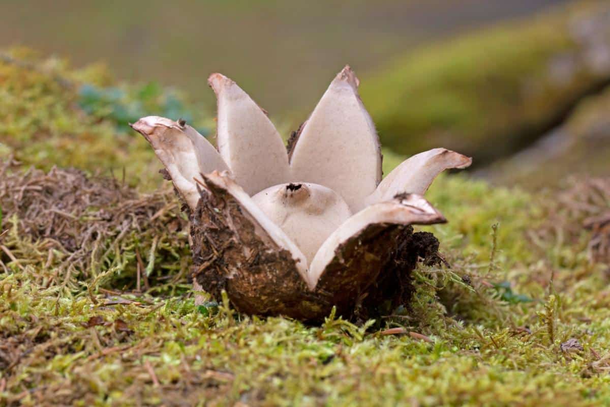 fringed earth star mushroom