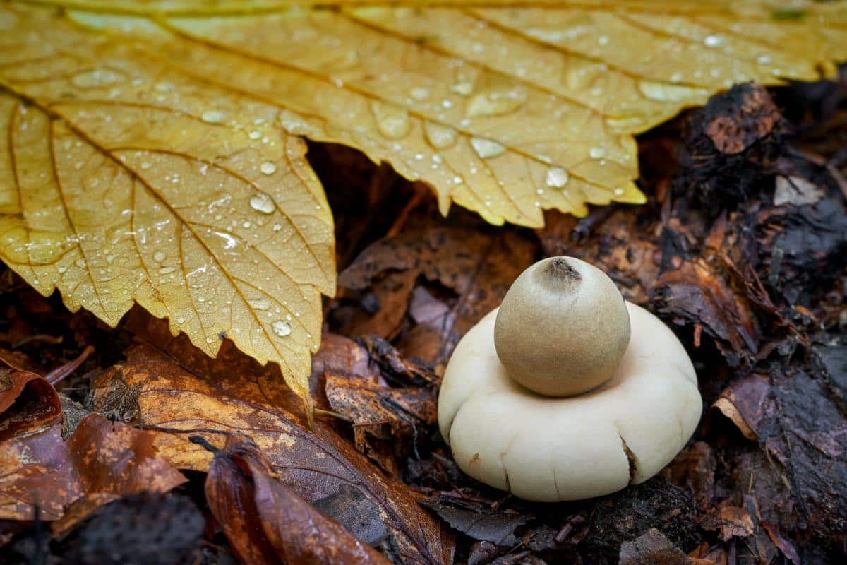 fringed earthstar mushroom