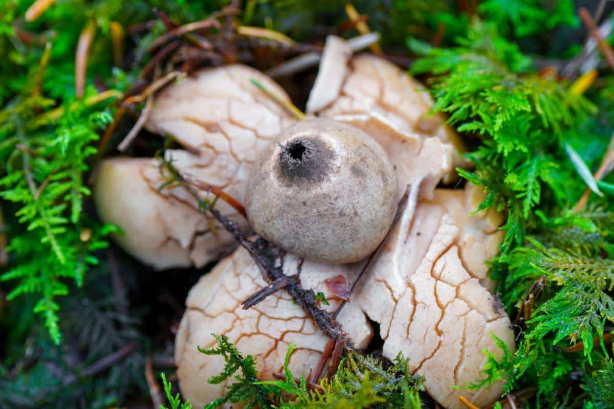 geastrum