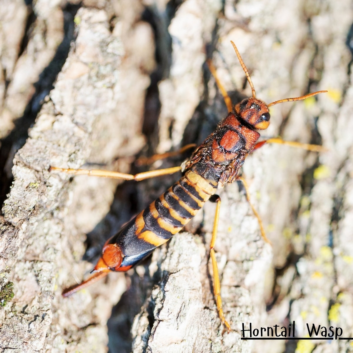 horntail wasp