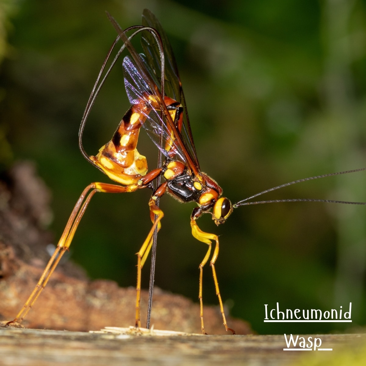 ichneumonid wasp
