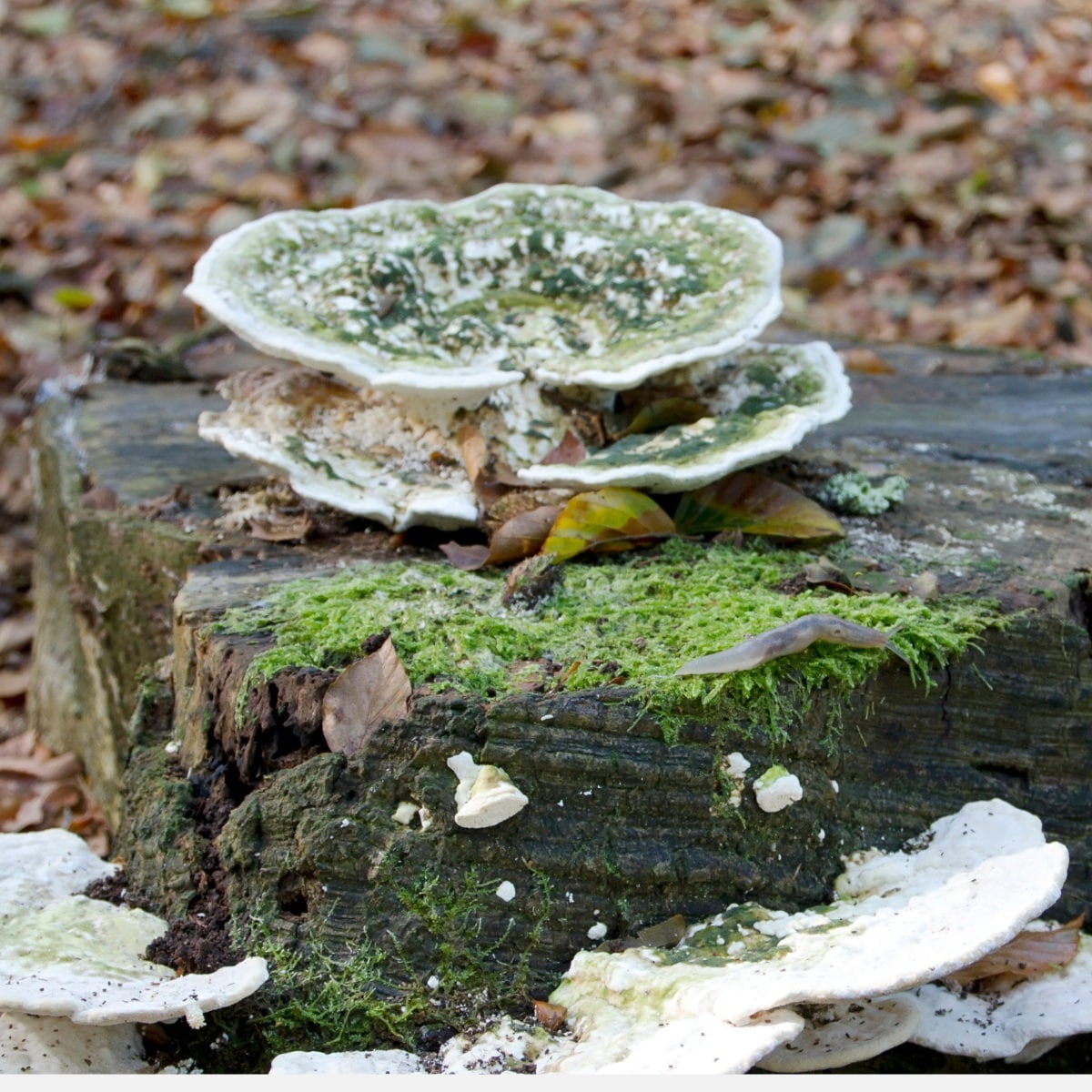 trametes gibbosa