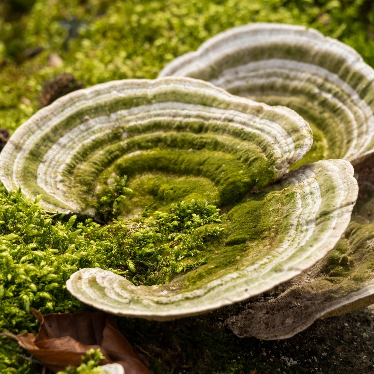 lumpy bracket mushroom