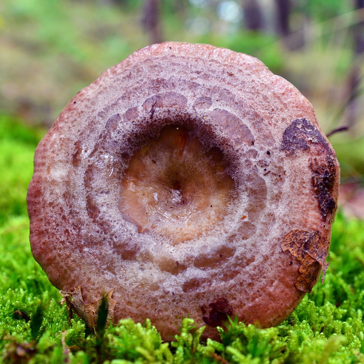 zonal coloring mushroom cap