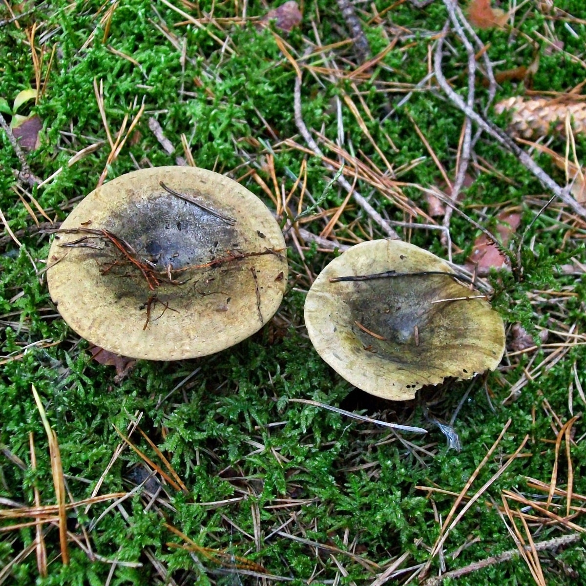 lactarius mushrooms species