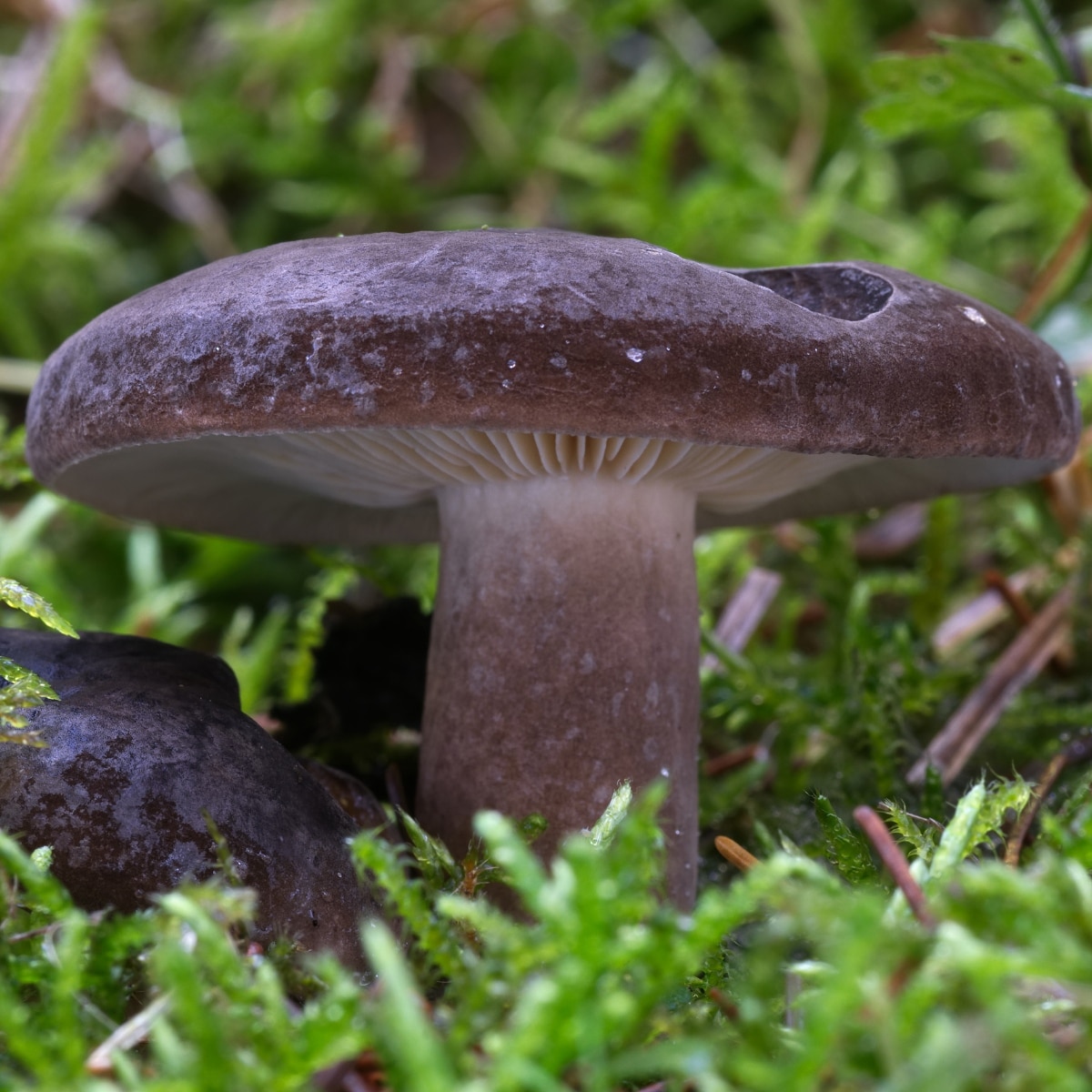 milk cap mushrooms