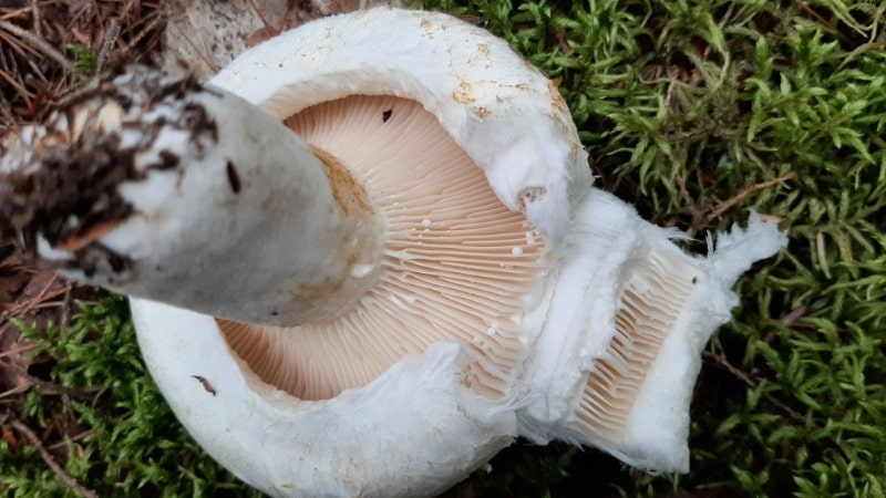 lactarius and lactifluus mushrooms