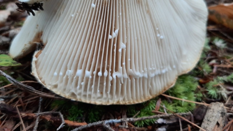 milky cap mushrooms