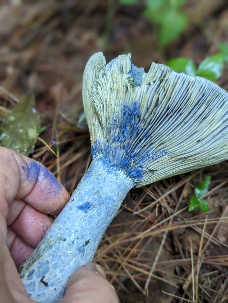 indigo milky cap mushroom