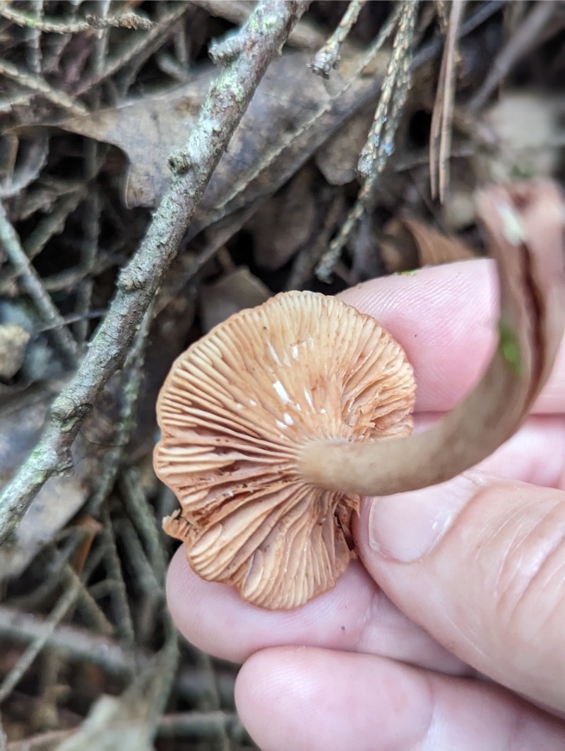 milky cap mushroom