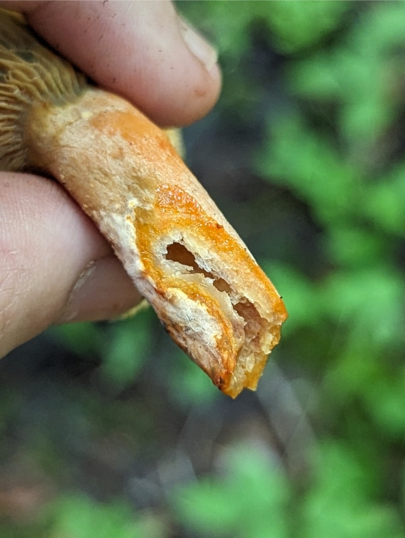 orange milkcap mushroom