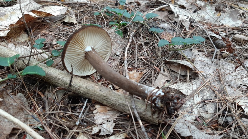 milk cap mushroom identification